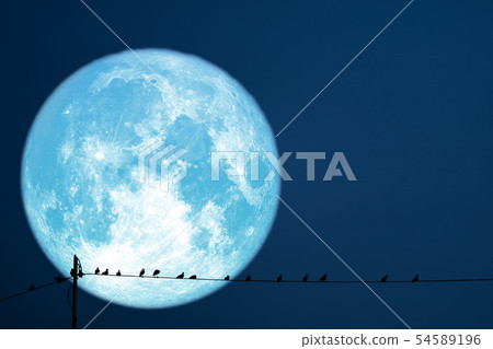 super strawberry moon back on silhouette birds on super strawberry moon back on silhouette birds on 54589196