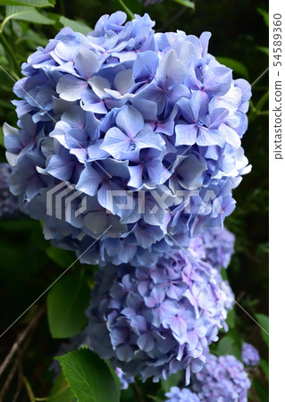 Hydrangea 54589360
