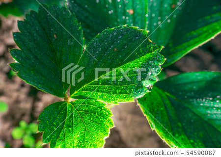 Close-up macro. Strawberry leaves with dew drops 54590087