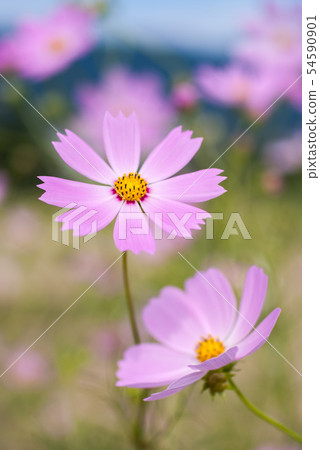 Cosmos whisper Cosmos whisper 54590901