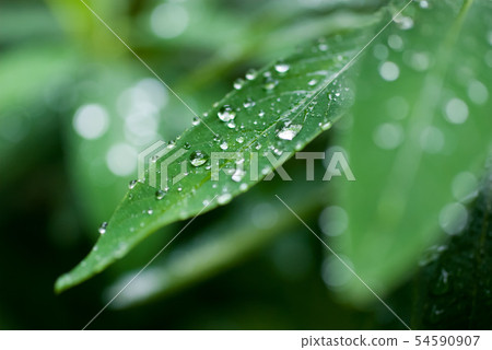 Water drops on leaf 54590907