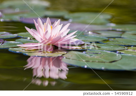 Shake water lily 54590912