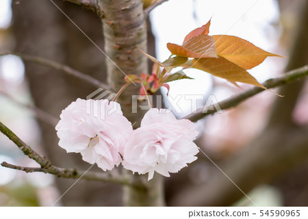 Peony cherry tree Peony cherry tree 54590965