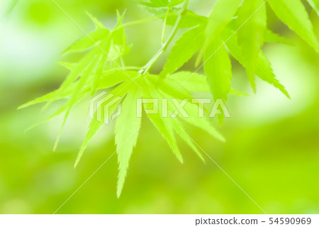 Wild leaves of maple Wild leaves of maple 54590969