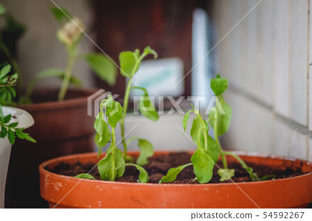 Young plants seedlings are planted in a row in the Young plants seedlings are planted in a row in the 54592267