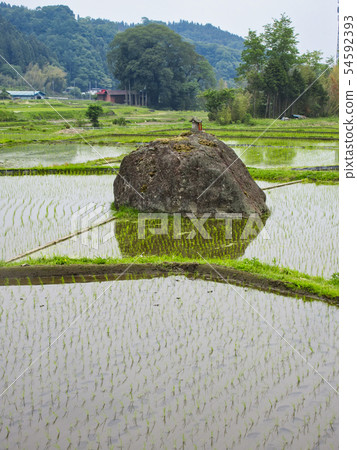 Paddy field in kurahata after rice planting Paddy field in kurahata after rice planting 54592393