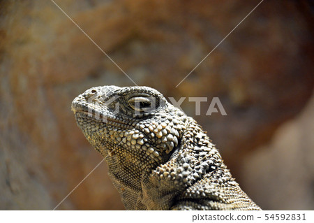 Togetakuwara 54592831