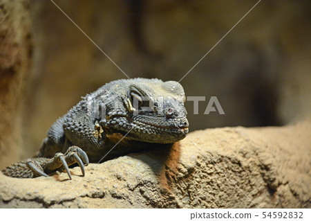 Togetakuwara Togetakuwara 54592832