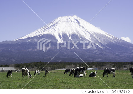 Mt.Fuji Asagiri高原牛 Mt.Fuji Asagiri高原牛 54592950