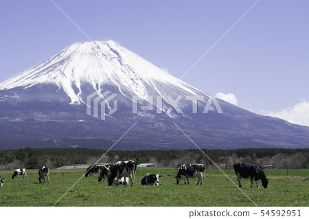 Mt.Fuji Asagiri高原牛 Mt.Fuji Asagiri高原牛 54592951