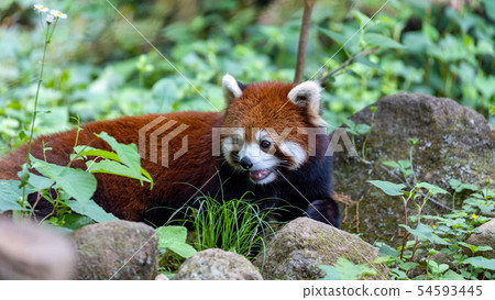 小熊貓 小熊貓 54593445