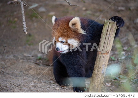 Lesser panda 54593478