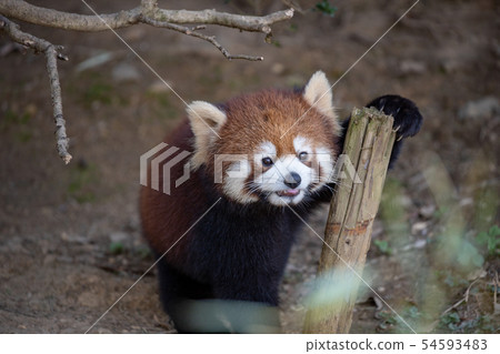 Lesser panda Lesser panda 54593483
