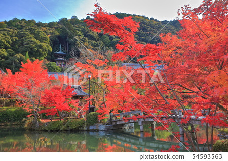 [Kyoto Prefecture] Eikando's autumn leaves (Tahoto) 54593563