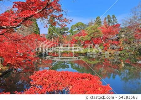 [Kyoto Prefecture] Autumn leaves of Eikando Hall 54593568