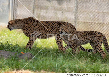 Cheetah children 54593731