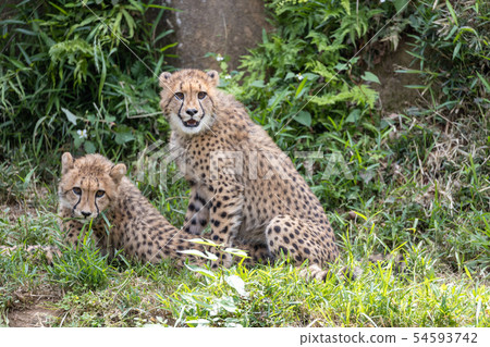 Cheetah children Cheetah children 54593742