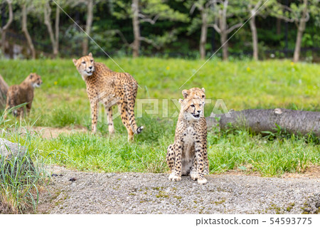 Cheetah children 54593775