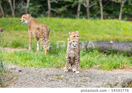 Cheetah children 54593776