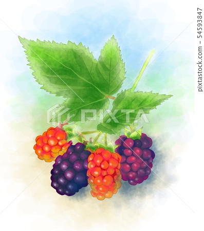 Blackberry  54593847