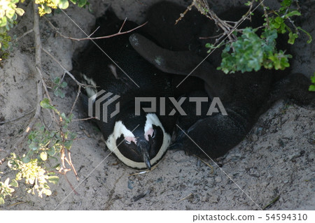 Cape Penguin 54594310