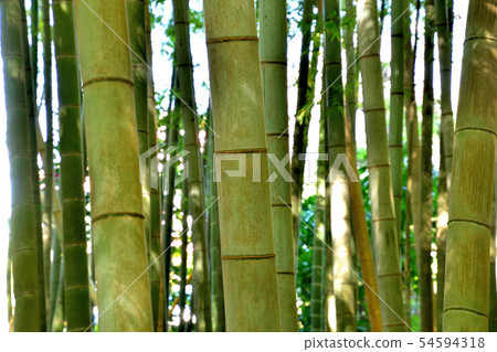 Bamboo grove Bamboo grove 54594318