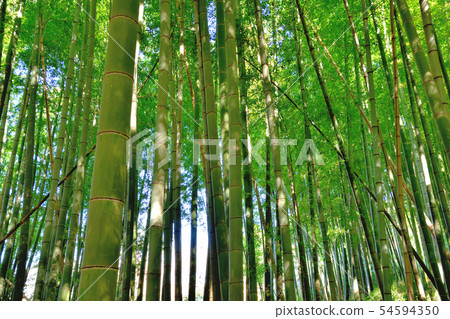 竹林 竹林 54594350