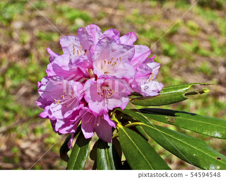 Ashu masakuna-ge blooming in Kurika-koyama mountain 54594548