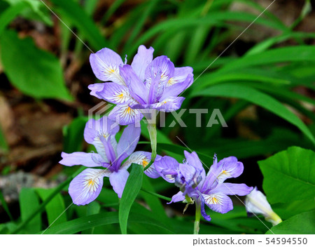 Hemeshaga盛開在仙台市的Kashiyama Hemeshaga盛開在仙台市的Kashiyama 54594550