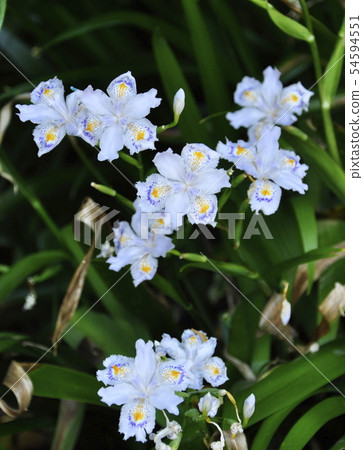 Shaga在Yamadera Yamadera Tateishi Temple的方法中綻放 Shaga在Yamadera Yamadera Tateishi Temple的方法中綻放 54594551