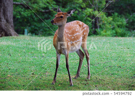 Sika deer of Mt. Kinka 54594792