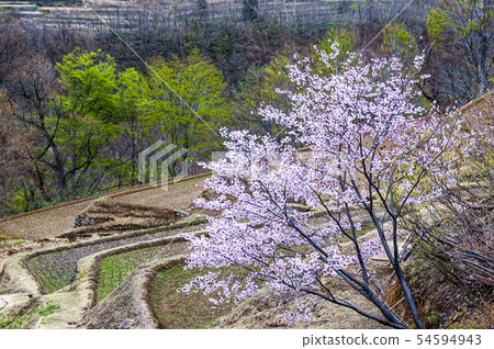 Cherry blossoms in Akiyamago Tanada 54594943
