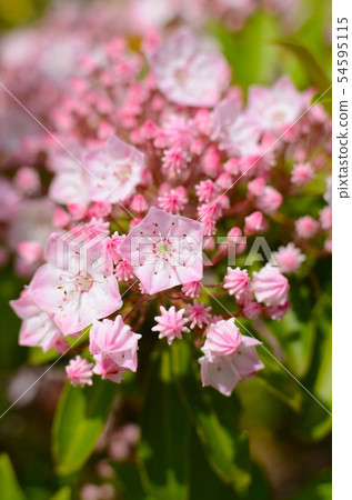 Rhododendron 54595115