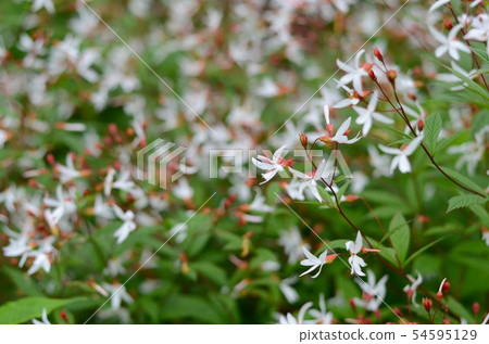 Guilenia Guilenia 54595129