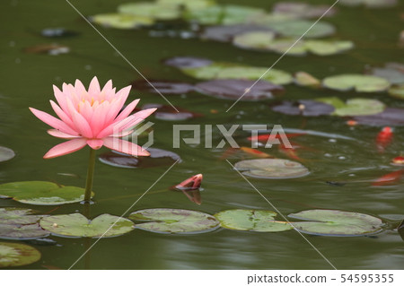 Tropical water lily Tropical water lily 54595355