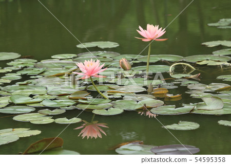 Tropical water lily Tropical water lily 54595358