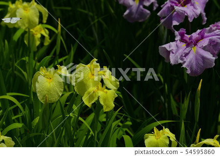 花，花蕾，黃色，淡紫色，淡黃色斑點，淡紫色斑點，水上女士@，Shirakaba Park，Sakai City，Osaka Prefecture 54595860