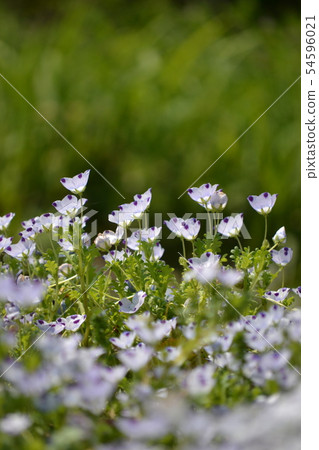 Nemophila Mengese Nemophila Mengese 54596021