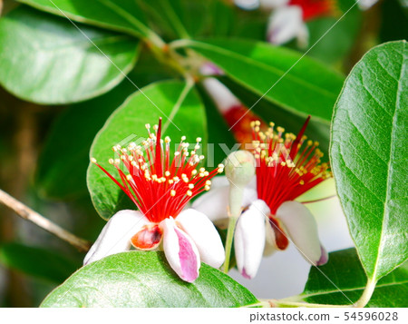 Feijoa的花 Feijoa的花 54596028