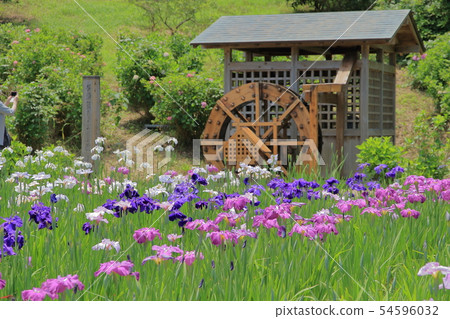 Yokosuka Sho Bubu花園花碗 Yokosuka Sho Bubu花園花碗 54596032