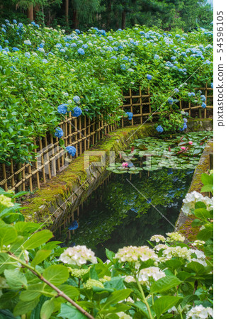 繡球花和睡蓮:Hongcho Temple Matsumoto City 繡球花和睡蓮:Hongcho Temple Matsumoto City 54596105
