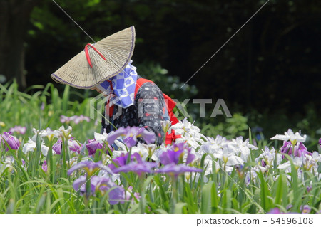 採摘在Yokosuka Shobuen庭院的花手套 採摘在Yokosuka Shobuen庭院的花手套 54596108