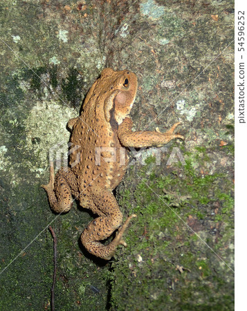 Azuma蟾蜍 54596252