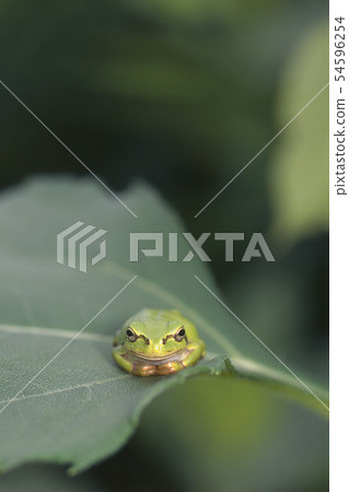 從前面的樹蛙 54596254