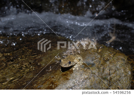 紅頭青蛙 54596256