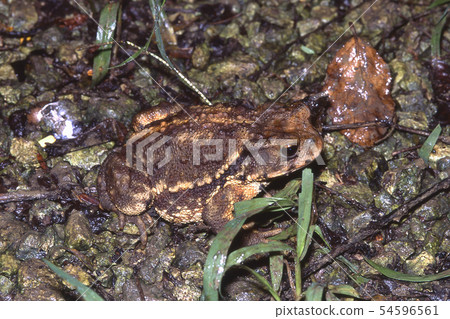 Miyako Toad Miyako Toad 54596561