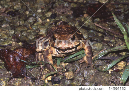 Miyako Toad front Miyako Toad front 54596562
