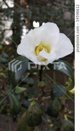 White camellia 54596612