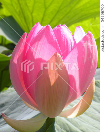 Pink flowers of Ogajas which began opening of Chiba Park Pink flowers of Ogajas which began opening of Chiba Park 54596700