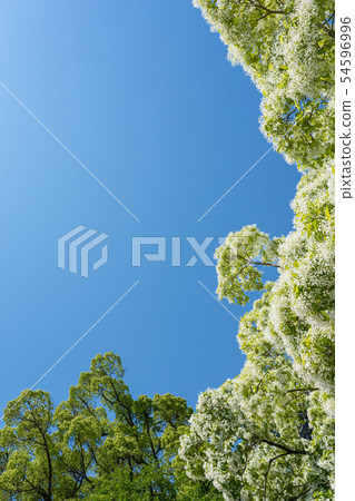 流蘇樹 流蘇樹 54596996